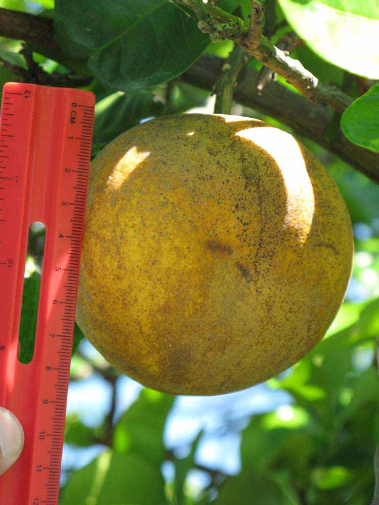            Fruit (Winter Haven, FL)   